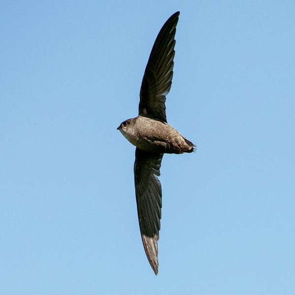 Chimney Swift