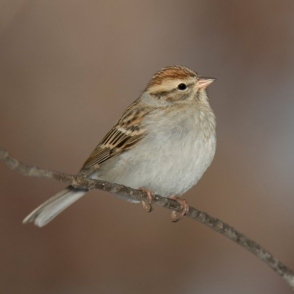 Chipping Sparrow