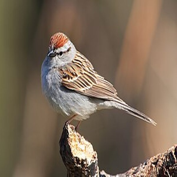 Chipping Sparrow