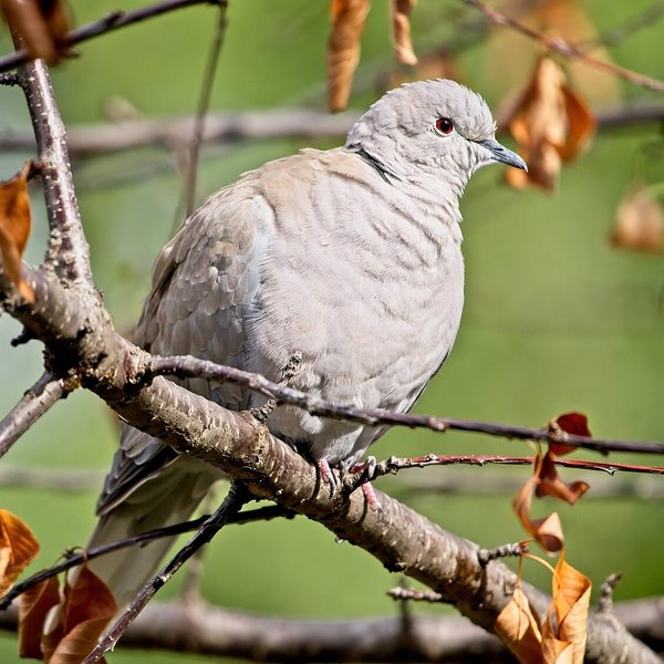Collared Dove