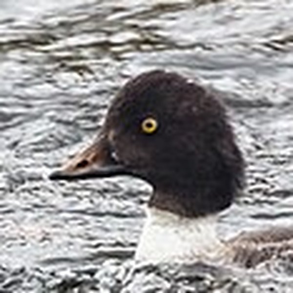 Common Goldeneye