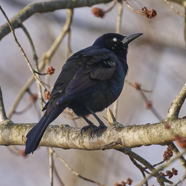 Common Grackle