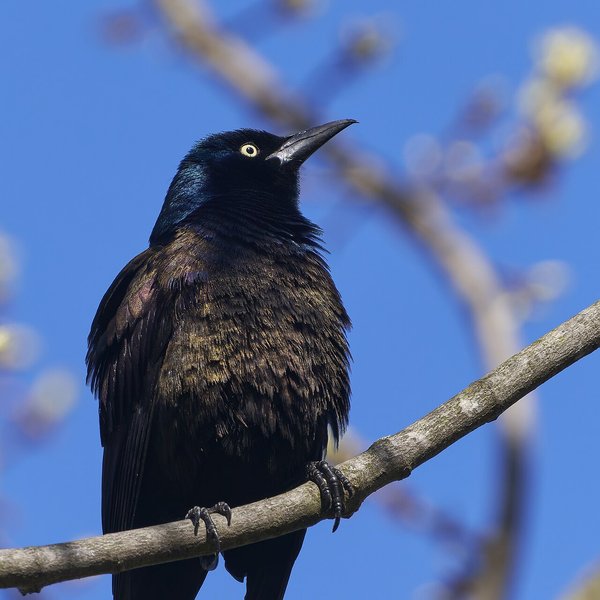 Common Grackle