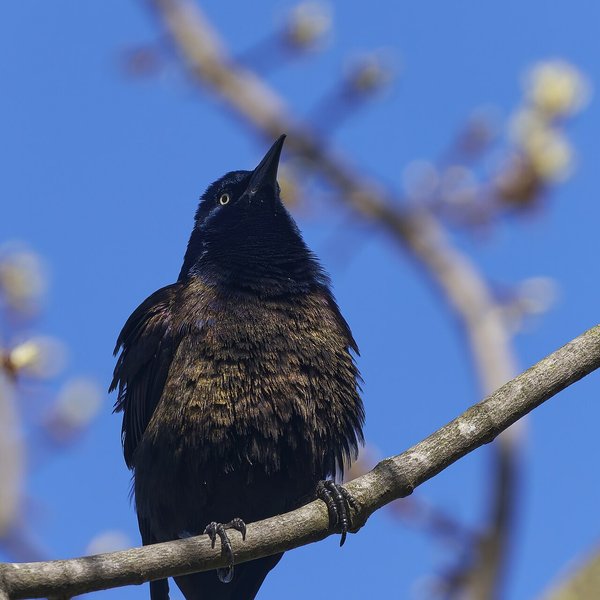 Common Grackle