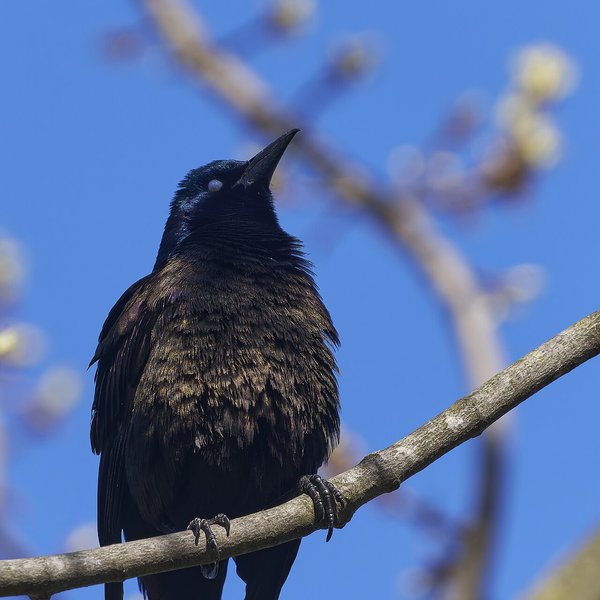 Common Grackle