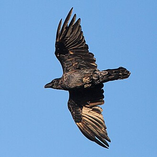 Common Raven
