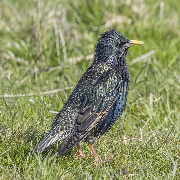 Common Starling