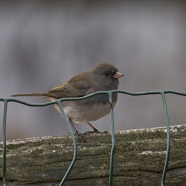 Dark-eyed Junco