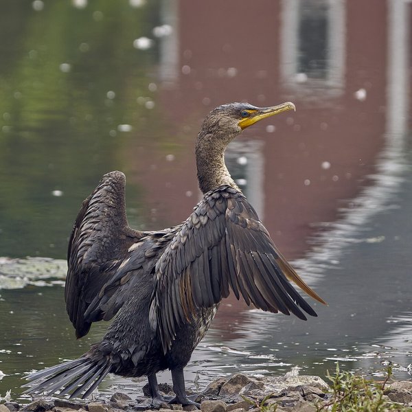 Double-crested Cormorant