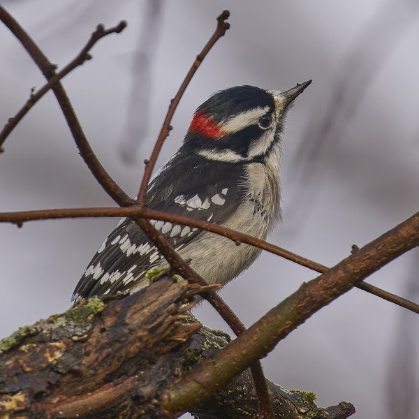 Downy Woodpecker