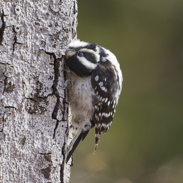 Downy Woodpecker