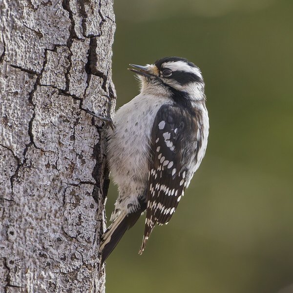 Downy Woodpecker