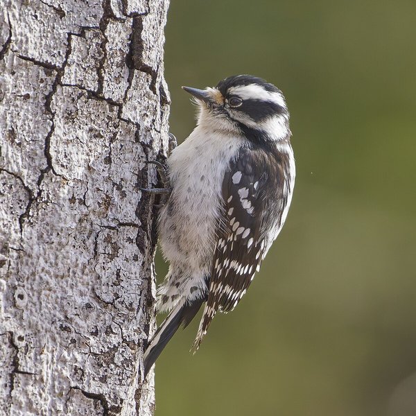 Downy Woodpecker
