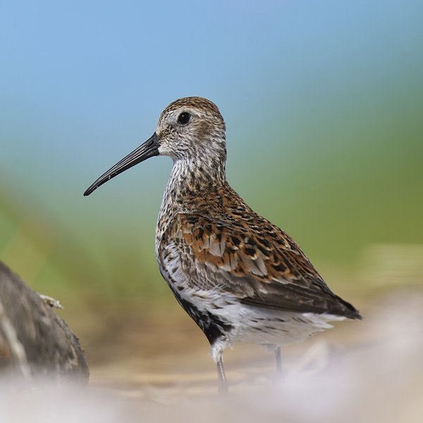 Dunlin