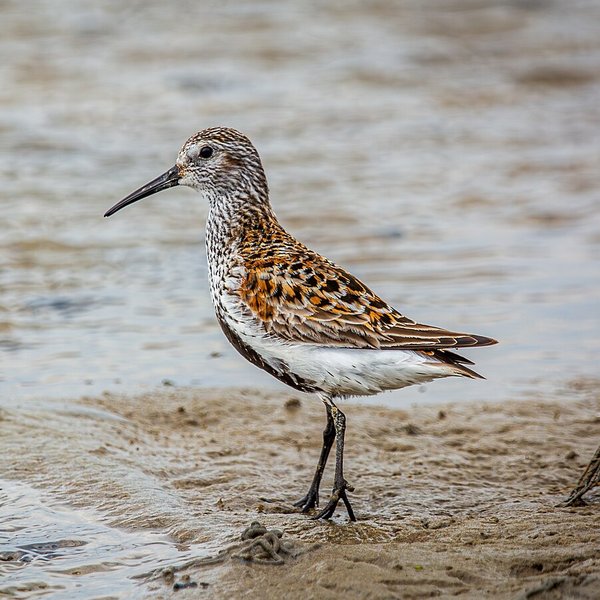 Dunlin