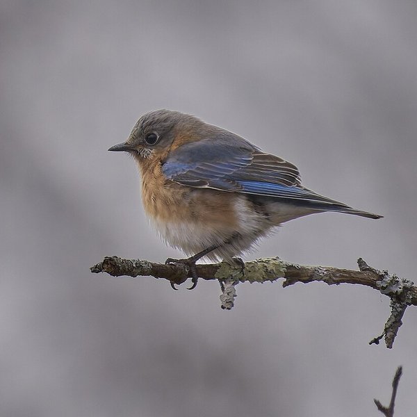 Eastern Bluebird