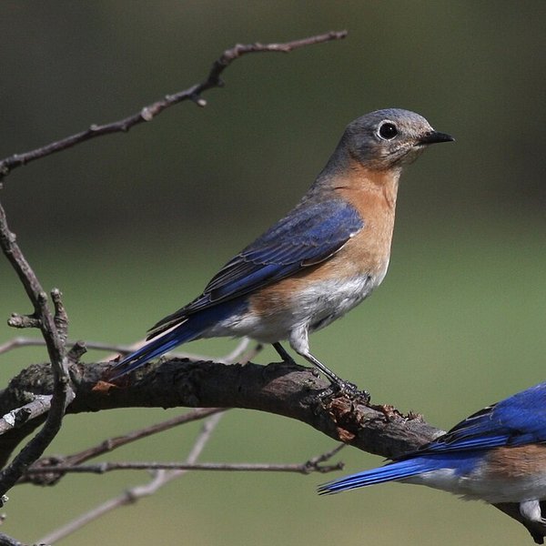 Eastern Bluebird