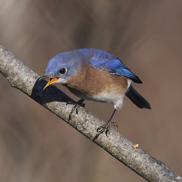 Eastern Bluebird