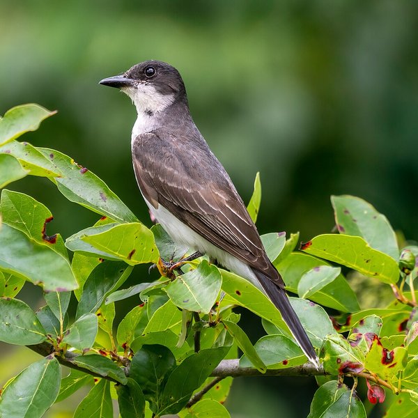Eastern Kingbird
