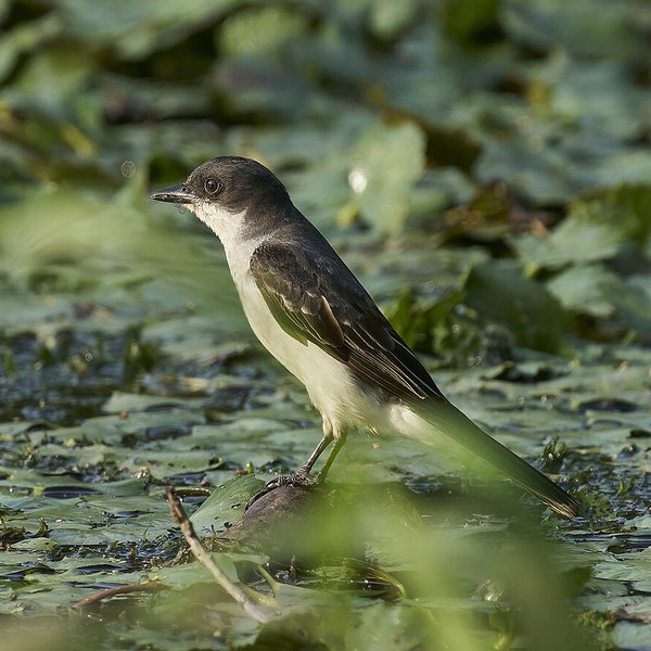 Eastern Kingbird