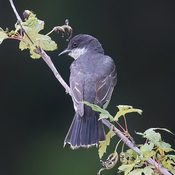 Eastern Kingbird