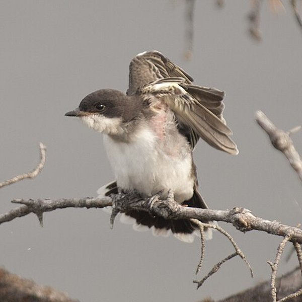 Eastern Kingbird