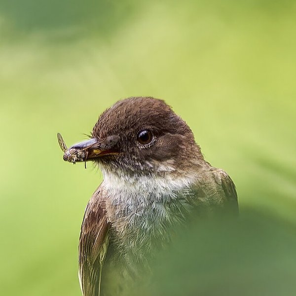 Eastern Phoebe