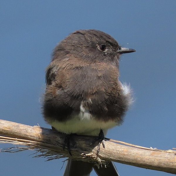 Eastern Phoebe