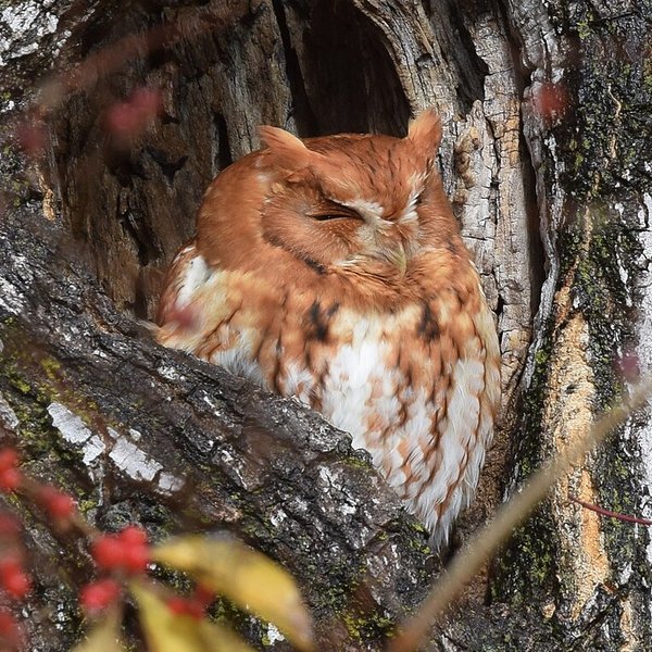 Eastern Screech-Owl