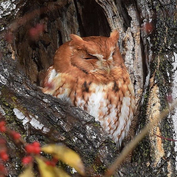 Eastern Screech-Owl