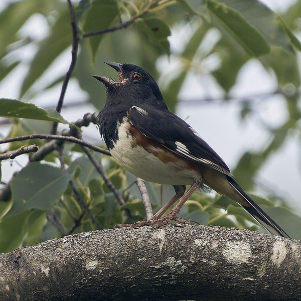 Eastern Towhee