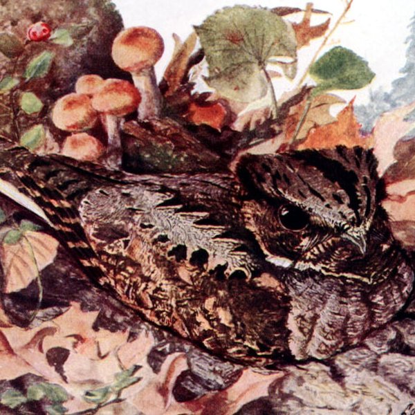Eastern Whip-poor-will