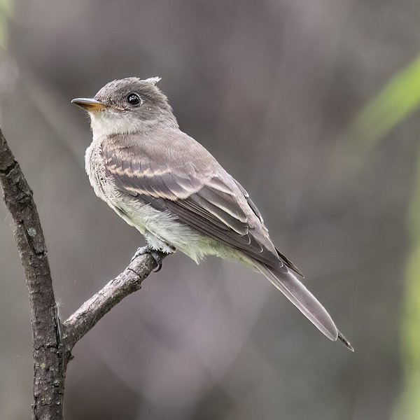 Eastern Wood-Pewee