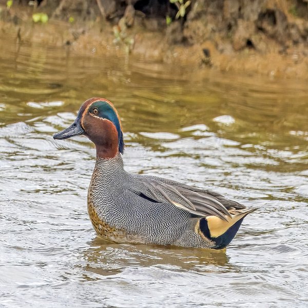 Eurasian/Green-winged Teal