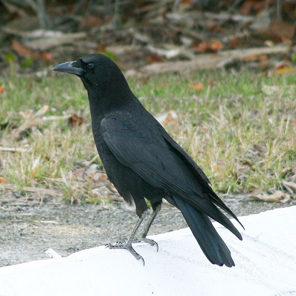Fish Crow