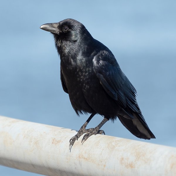 Fish Crow