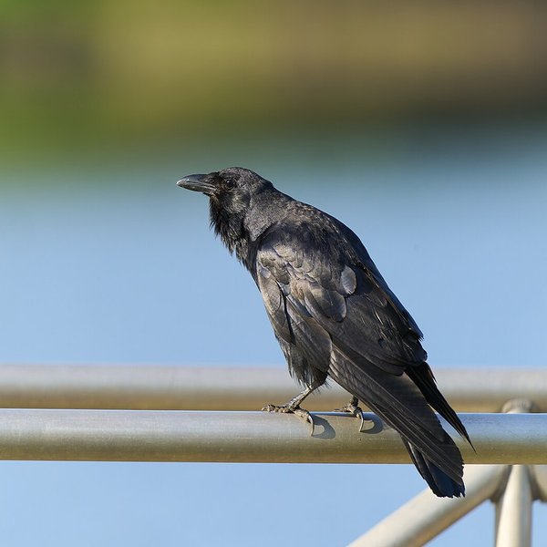 Fish Crow