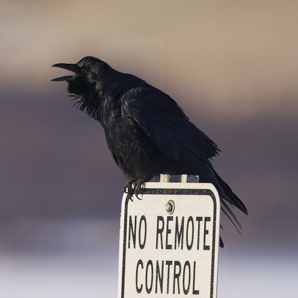 Fish Crow
