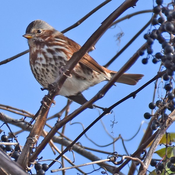 Fox Sparrow
