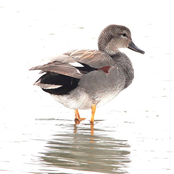 Gadwall