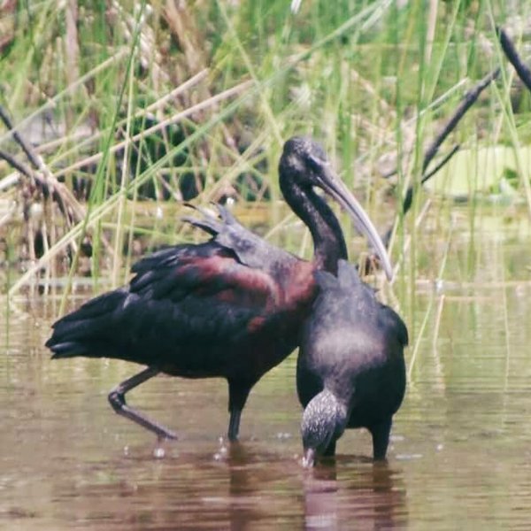 Glossy Ibis