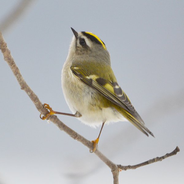 Golden-crowned Kinglet