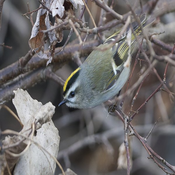 Golden-crowned Kinglet