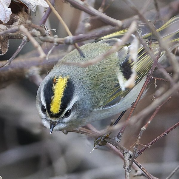 Golden-crowned Kinglet