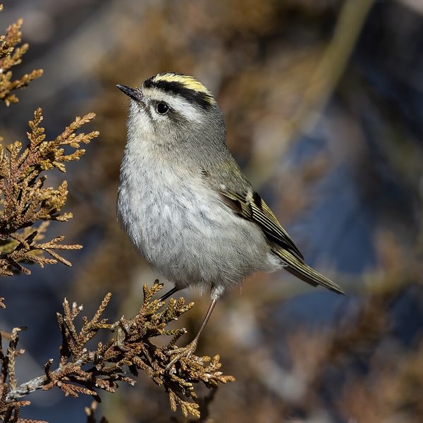 Golden-crowned Kinglet
