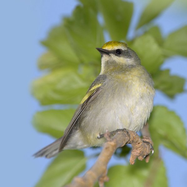 Golden-winged Warbler