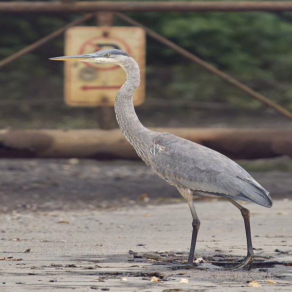 Great Blue Heron