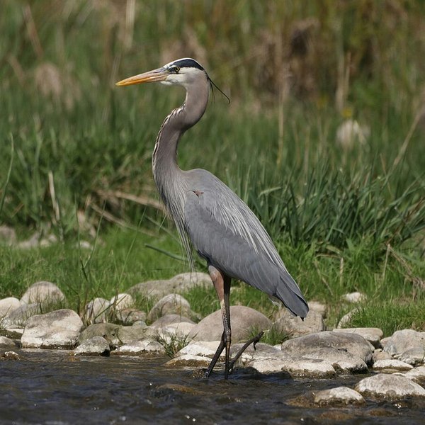 Great Blue Heron
