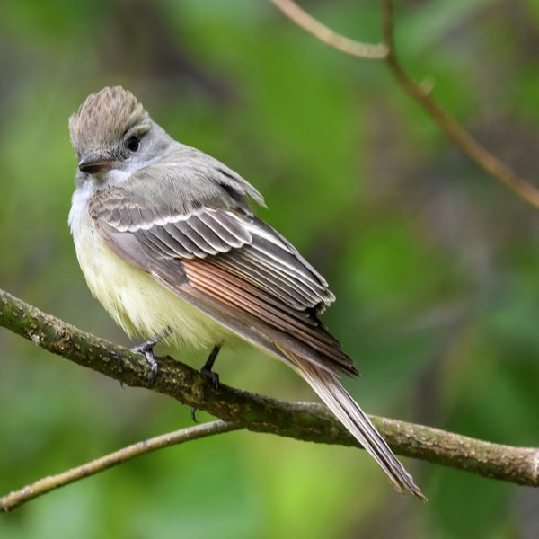 Great Crested Flycatcher
