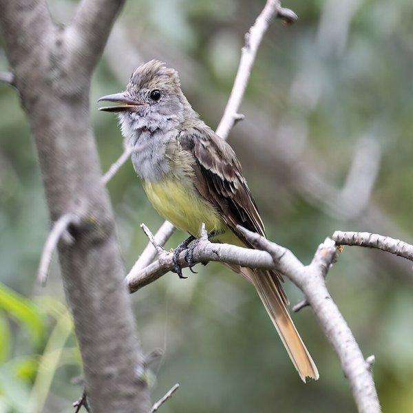 Great Crested Flycatcher
